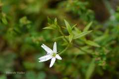 Stellaria patens